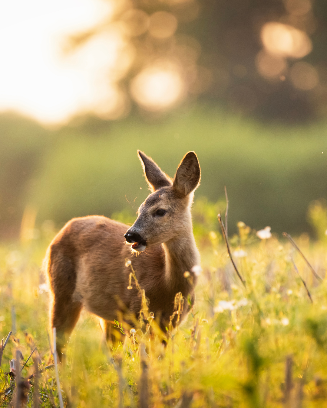 Illustratie van de stichting